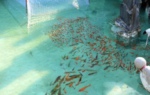 2019飼料與動物營養專業就業方向與就業前景